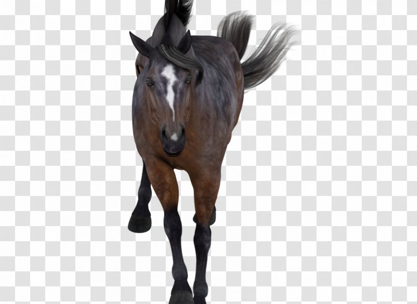 Mane Rein Stallion Mustang Pony Transparent PNG