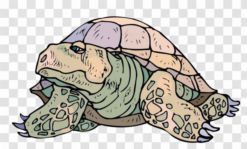 Tortoise Sea Turtle Crocodiles - Vector Turtles Material Transparent PNG