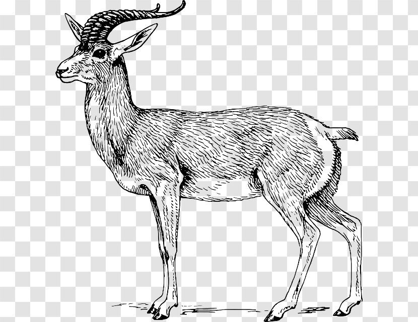 Antelope Pronghorn Drawing Deer Clip Art - Caprinae - Goat Skull Transparent PNG