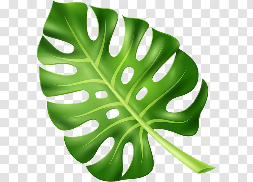 Leaf Plant Leaves Transparent PNG