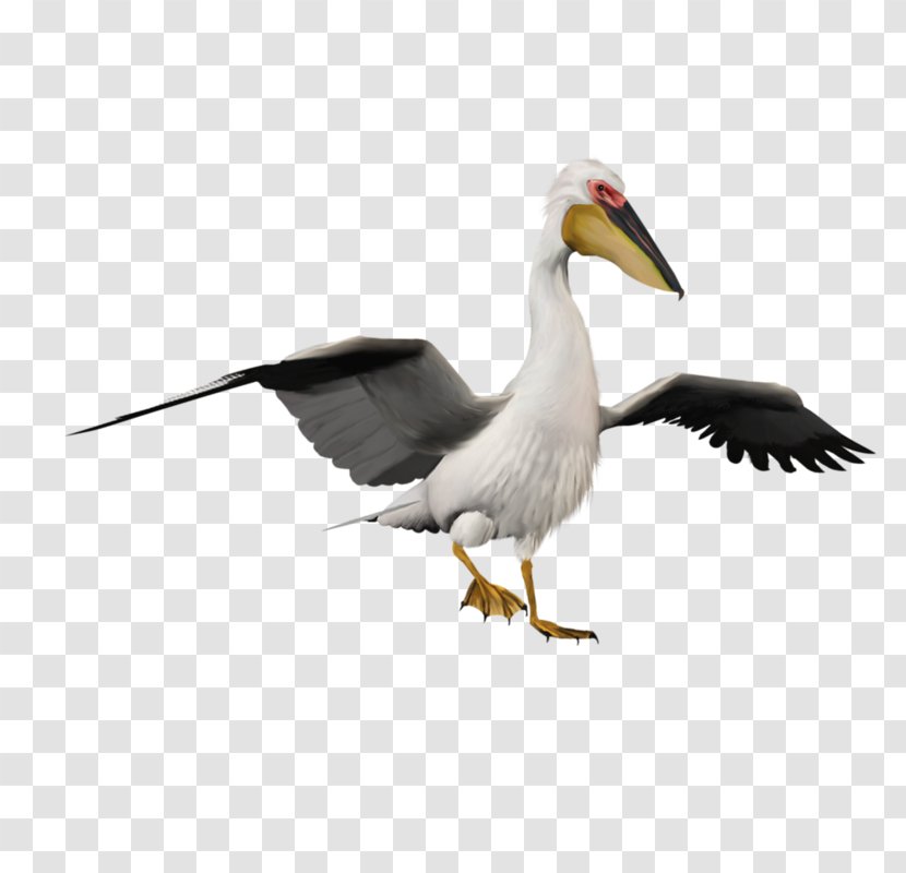 Pelican White Stork Bird Penguin - Ciconiiformes - Variation Crane Transparent PNG