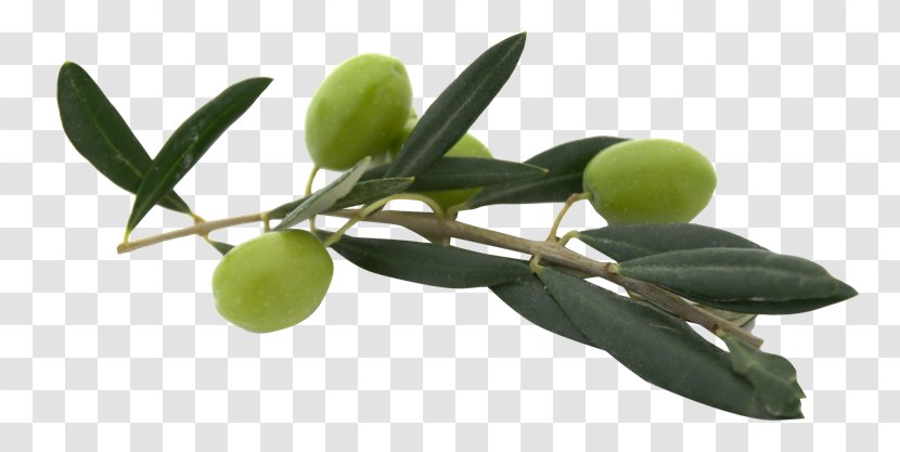 Olive Oil - Tree - Tata Ace Transparent PNG