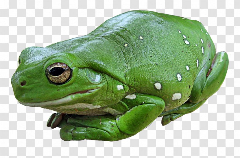Australian Green Tree Frog Amphibian Edible - Australasian Treefrogs Transparent PNG