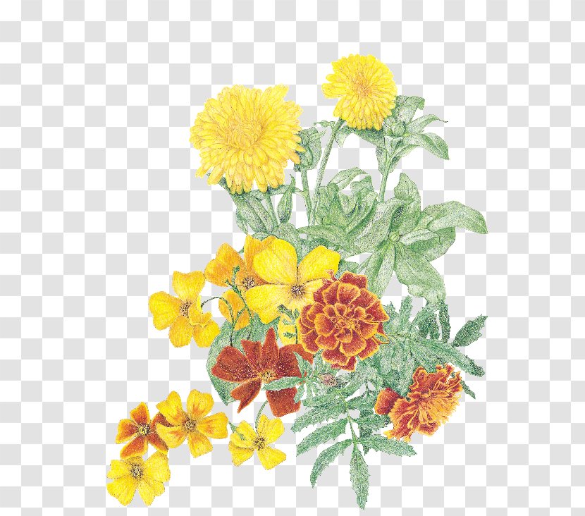 Marigold Herb Cut Flowers Calendula Officinalis Gardening - Chrysanths Transparent PNG