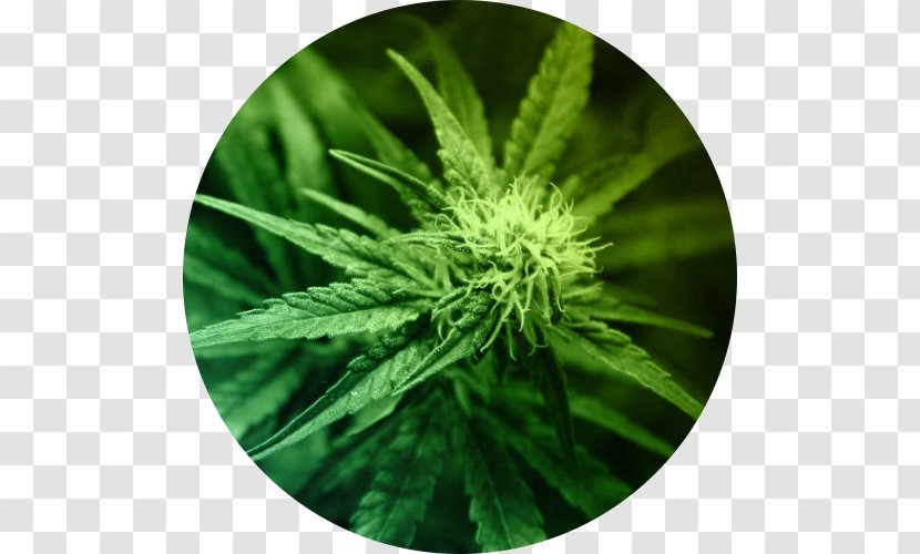 Medical Cannabis Cannabidiol Legality Of Smoking - Plant Transparent PNG