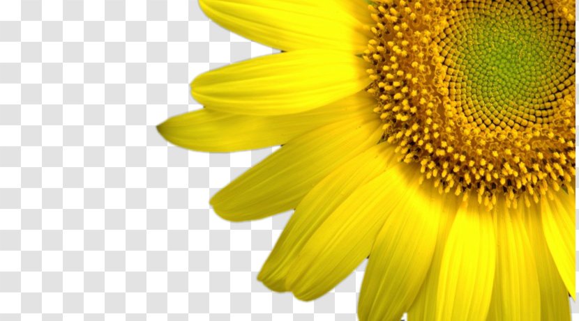 Flower High-definition Television Wallpaper - Android - Sunflower HQ Pictures Transparent PNG