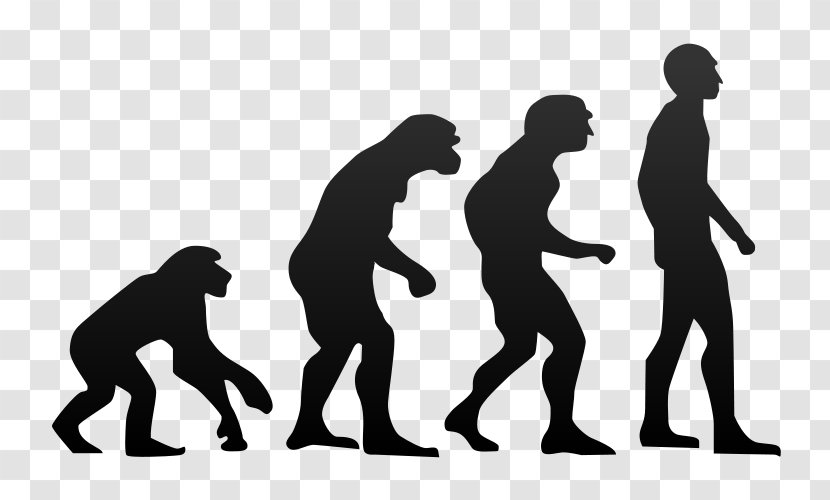 Chimpanzee Ape Human Evolution Homo Sapiens - Research Transparent PNG