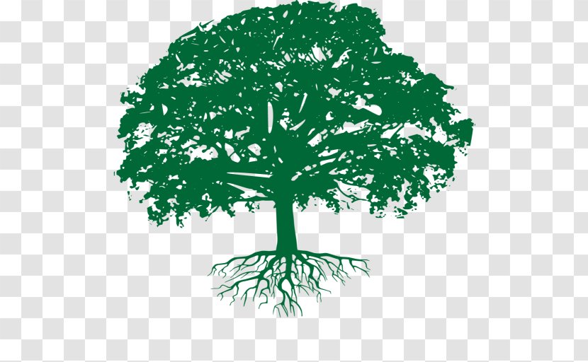 Branch Oak Tree Arborist Business - Organism Transparent PNG