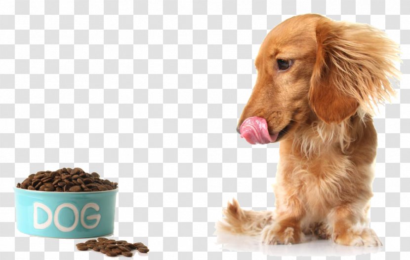 Dachshund Raw Foodism Puppy Diet Feeding - Dog Breed - See Food Hungry Transparent PNG