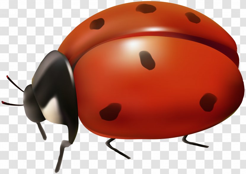 Ladybird Beetle Clip Art - Organism - Lady Bag Transparent PNG