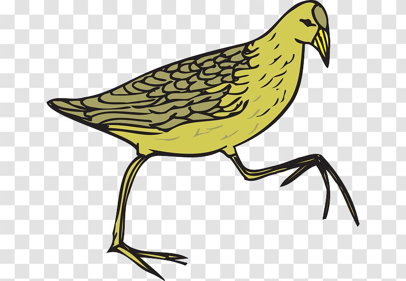 Common Quail Bird Moorhen Clip Art - Wildlife - Cartoon Transparent PNG