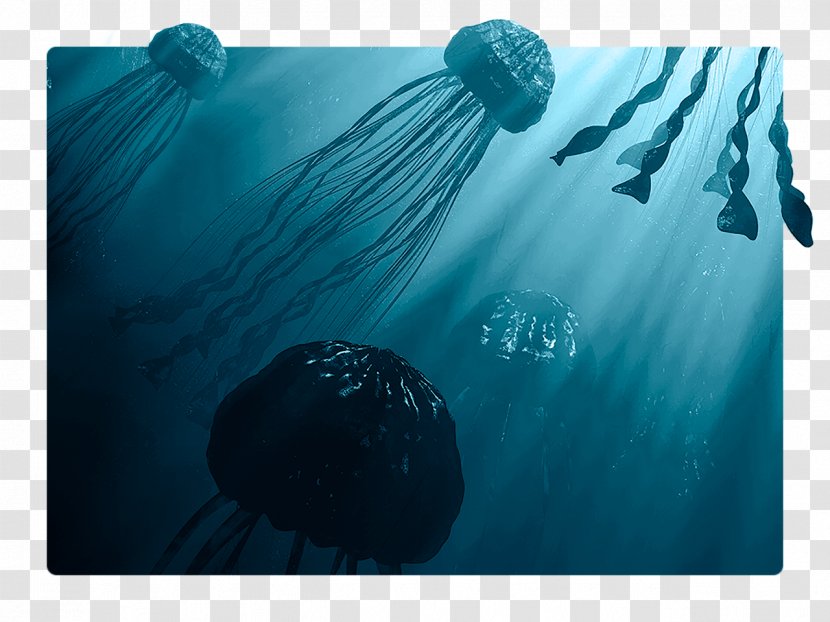 Desktop Wallpaper Graphic Design - Tutorial - Sea Life Transparent PNG