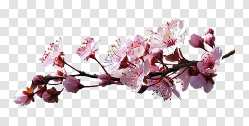 Cerasus Cherry Blossom Clip Art - Flower - Sakura Branch Transparent PNG