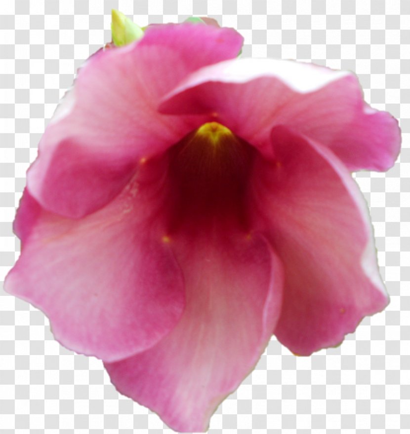 Hibiscus Rose Family Iris Moth Orchids Pink M - Peach Transparent PNG