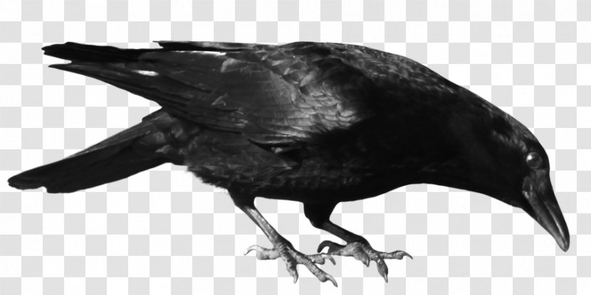 American Crow Common Raven Clip Art - New Caledonian - Flying Overlay Transparent PNG