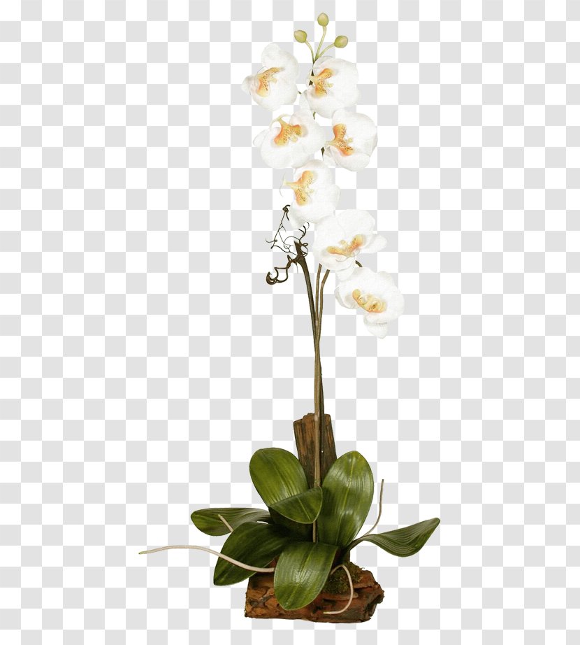 Moth Orchids Plant Flora - Common Ivy Transparent PNG