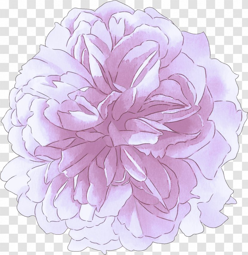 Lavender - Chinese Peony Transparent PNG