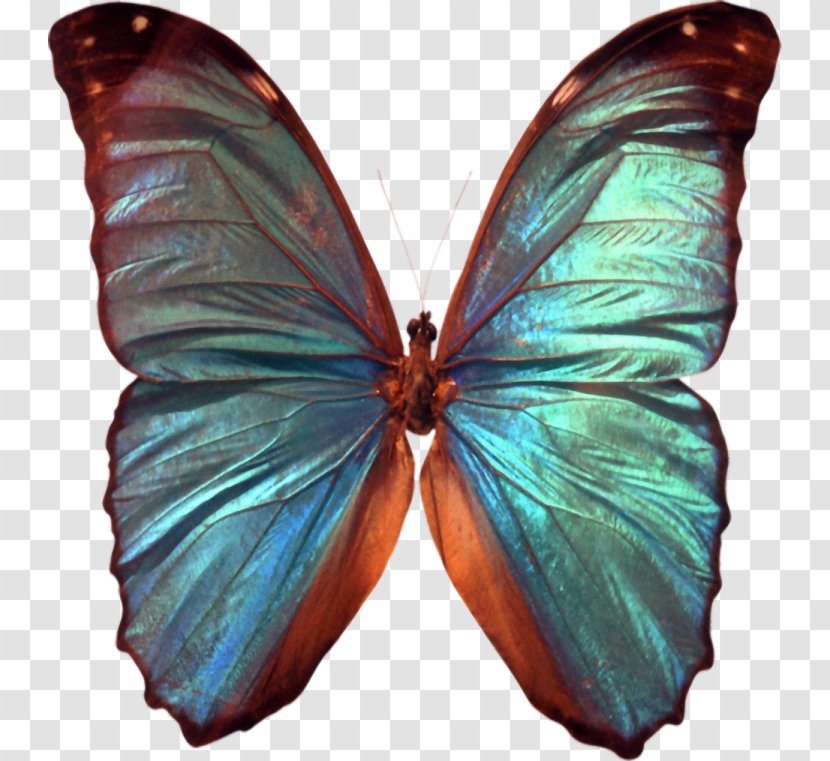 Butterfly Insect Reflection Arthropod Image - Moth Transparent PNG