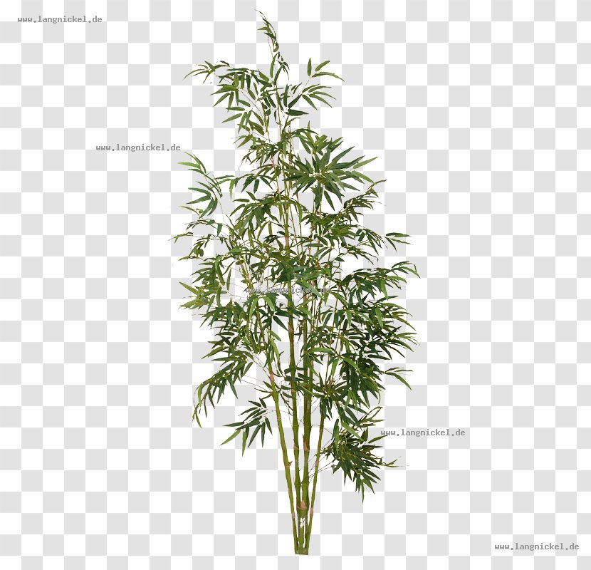 Tree Tropical Woody Bamboos Plant Shrub - Inventory Transparent PNG