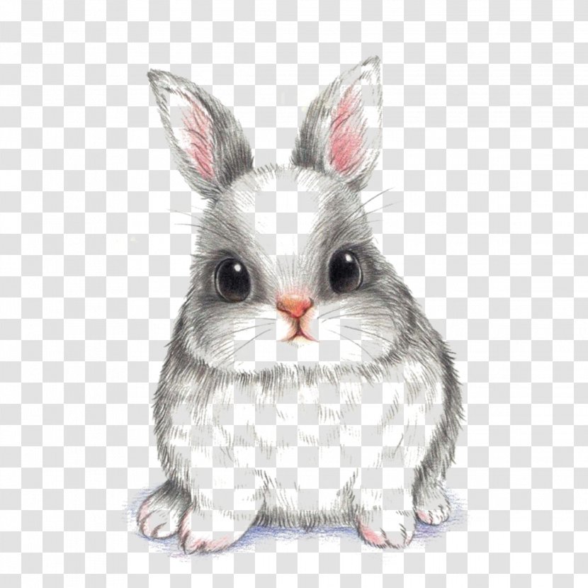 European Rabbit Drawing Image Hare - Cuteness - Bunny Sketch Transparent PNG
