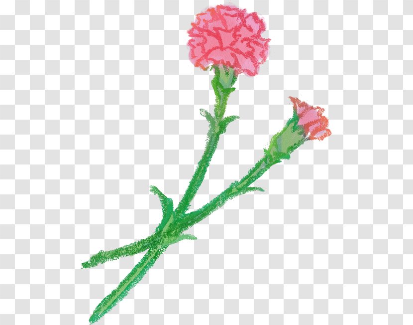 Carnation Cut Flowers Petal Transparent PNG