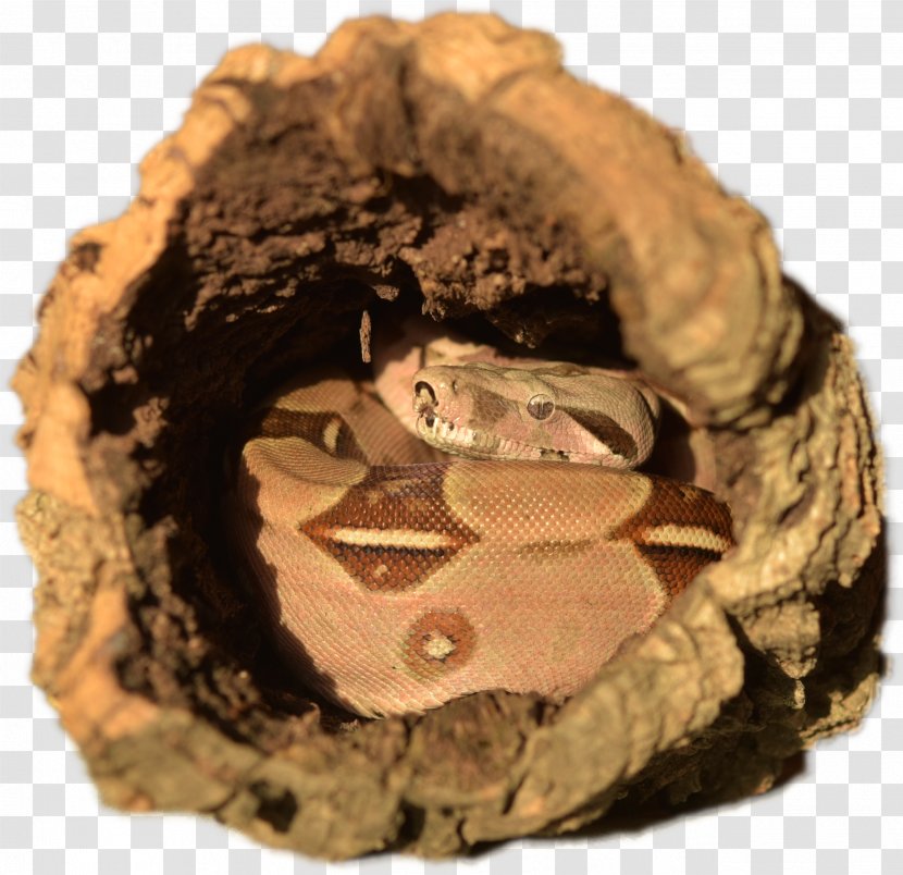 Snake Boa Constrictor Imperator The Constriction Boas Transparent PNG