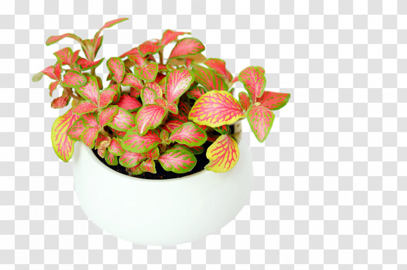 Plants Flowerpot Fruit Science Biology Transparent PNG