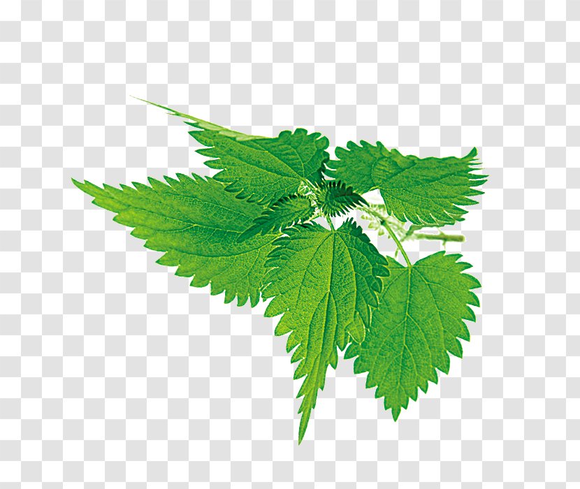 Leaf Download - Vegetable - Green Leaves Decorative Pattern Transparent PNG