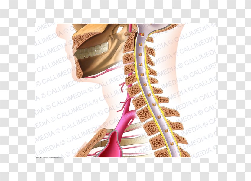 Vein Shoulder Neck Human Anatomy - Silhouette - Median Nerve Transparent PNG