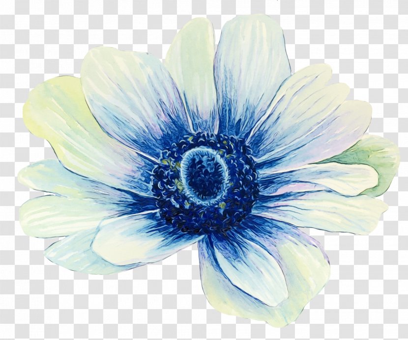 Watercolor Flower Background - Common Daisy - Paint Gerbera Transparent PNG