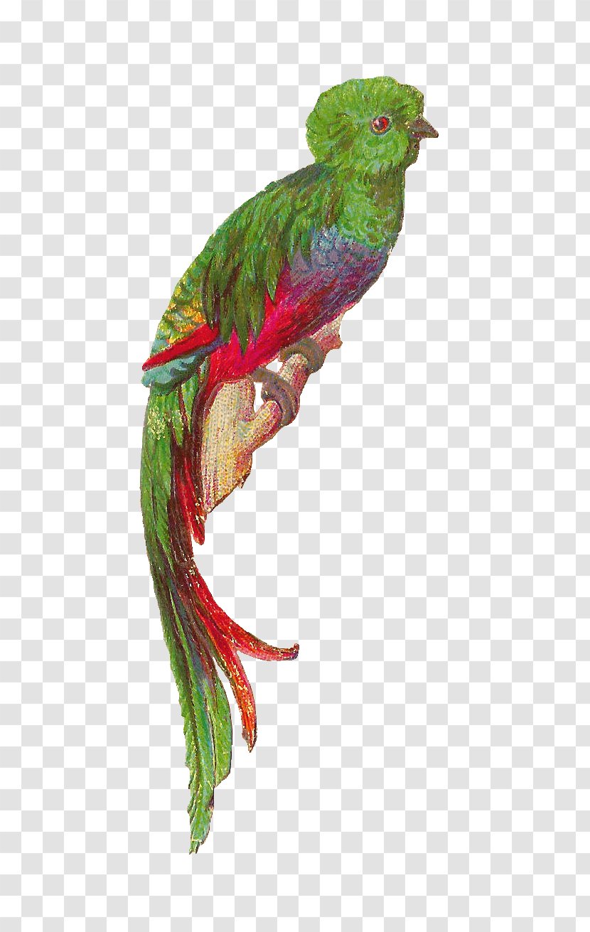 Bird Resplendent Quetzal Feather Clip Art - Beak - Cute Cliparts Transparent PNG