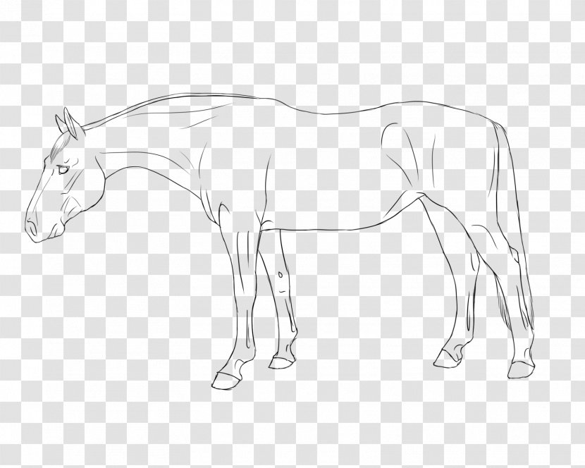 Mule Halter Foal Stallion Colt - Line Art - Mustang Transparent PNG