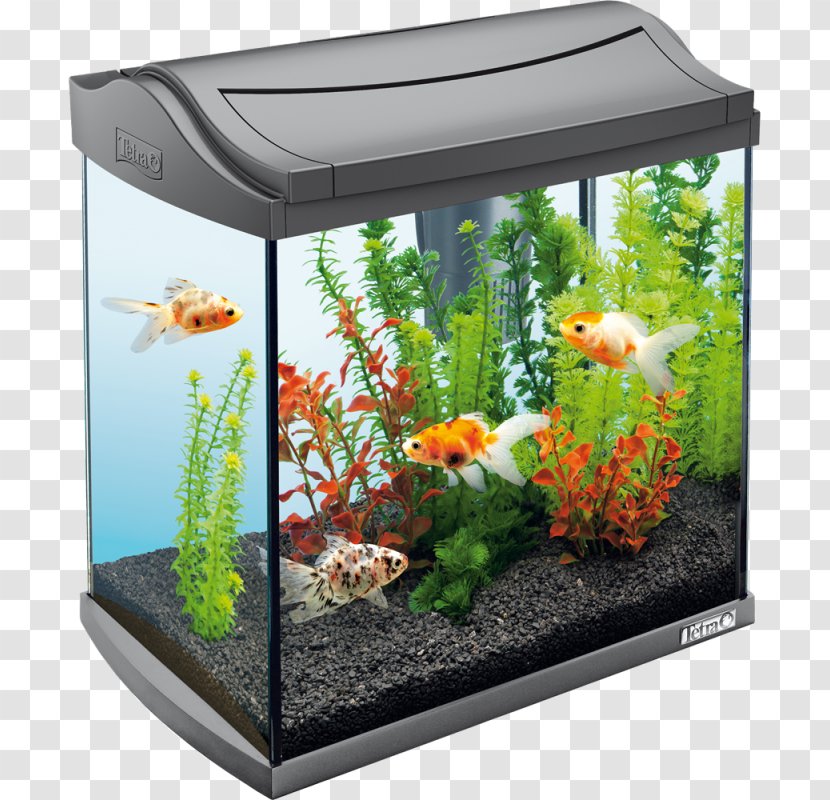 Goldfish Aquarium Tetra Siamese Fighting Fish Pet - Filters Transparent PNG