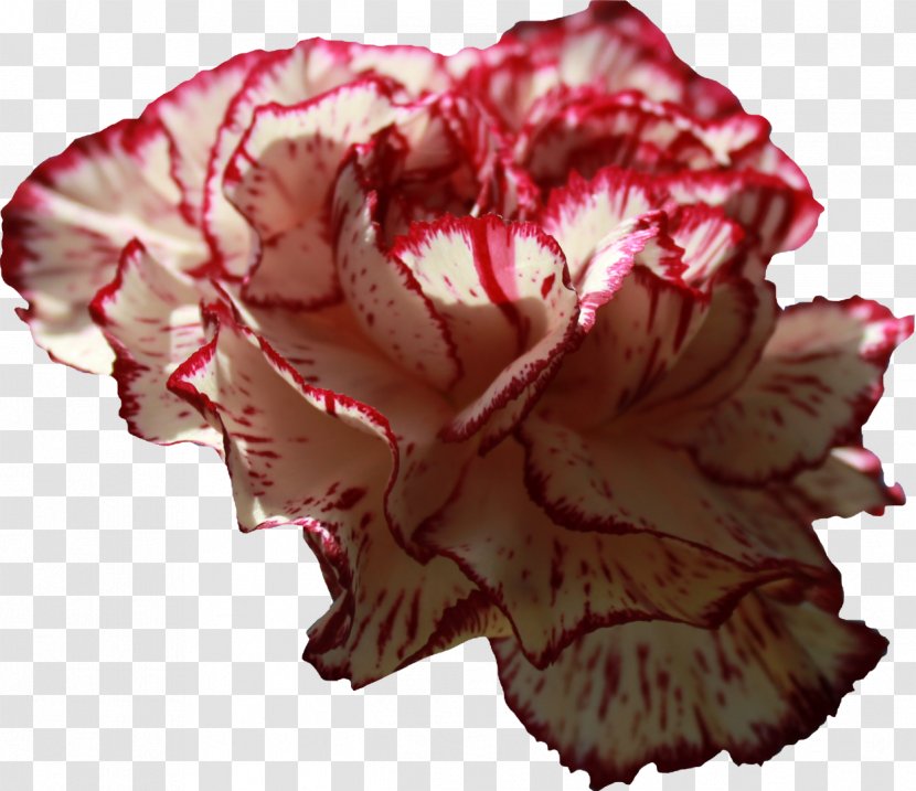 Carnation Download Clip Art - Display Resolution - Flower Petals Transparent PNG