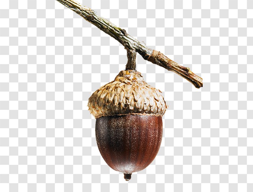 Spirited Commitment: The Samuel And Saidye Bronfman Family Foundation Quercus Faginea Acorn Tree - Nut - Pictures Transparent PNG