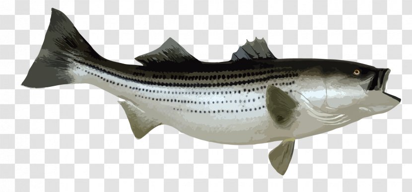 Striped Bass Fishing Bony Fishes Transparent PNG