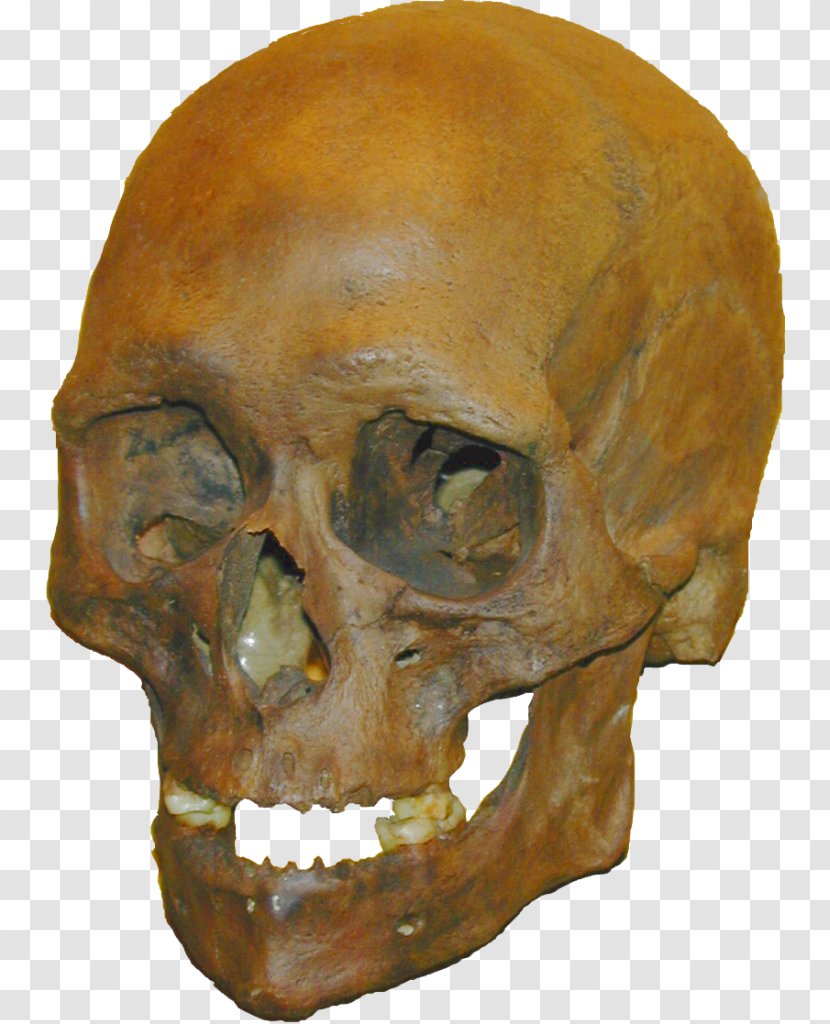 Tautavel Man Stellmoor Skull Homo Sapiens Meiendorf - Ahrensburg Transparent PNG