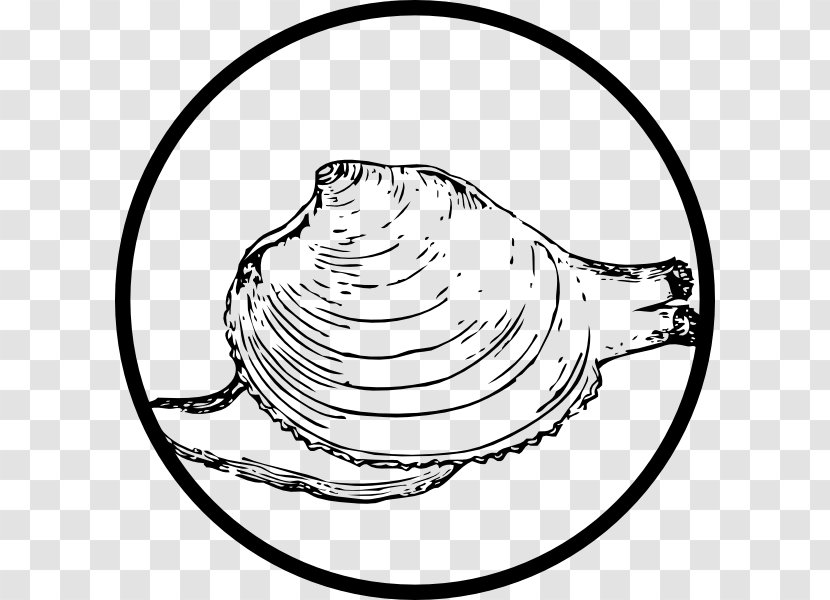 Clam Mussel Seashell Illustration - Area - Shellfish Cliparts Transparent PNG