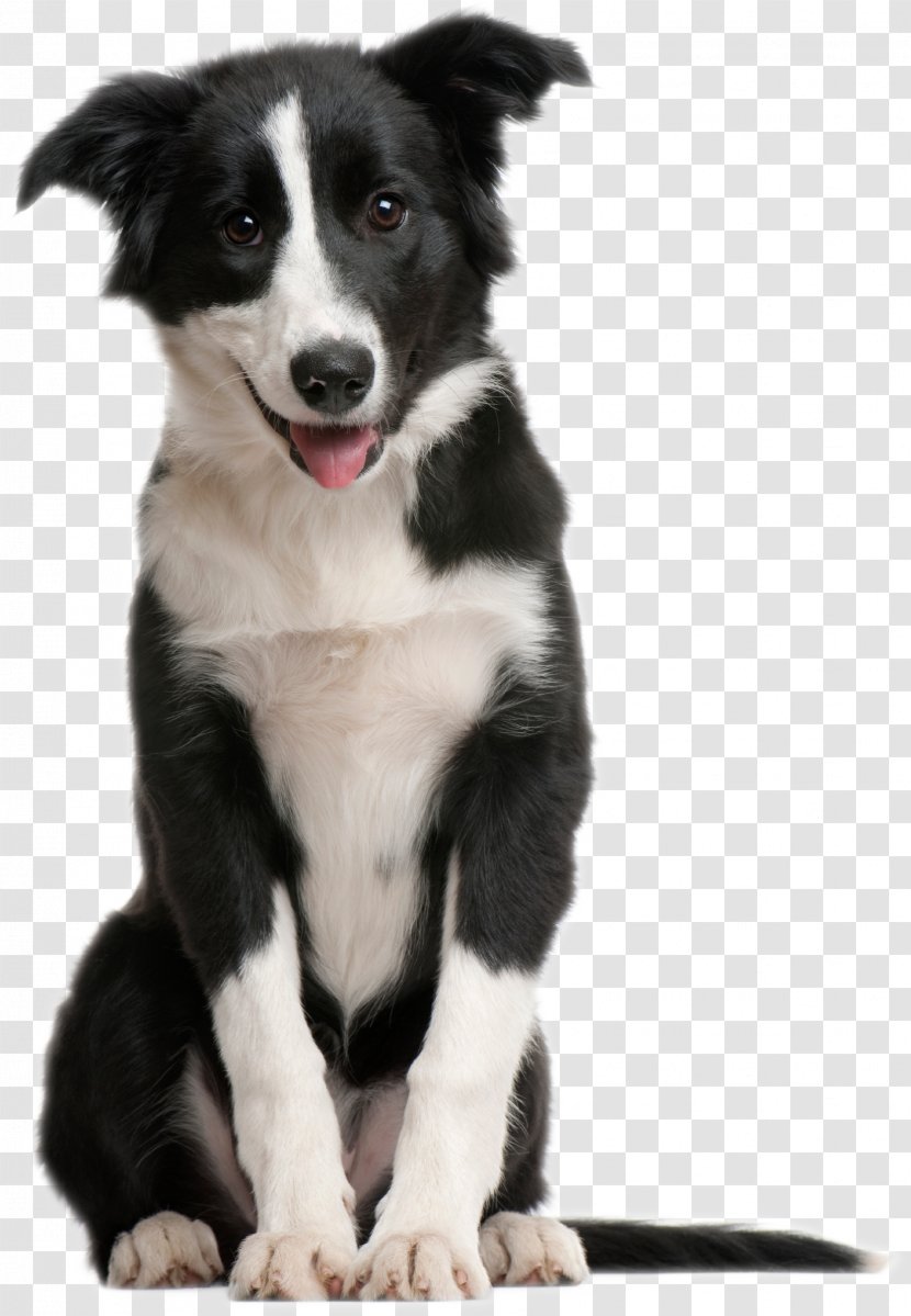 Border Collie Puppy Pet Sitting Cat Horse - Companion Dog - Cute Smile Is On The Side Of Transparent PNG