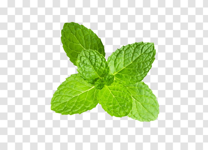 Peppermint Clipping Path Stock Photography Mentha Spicata - Herb - Plant Transparent PNG