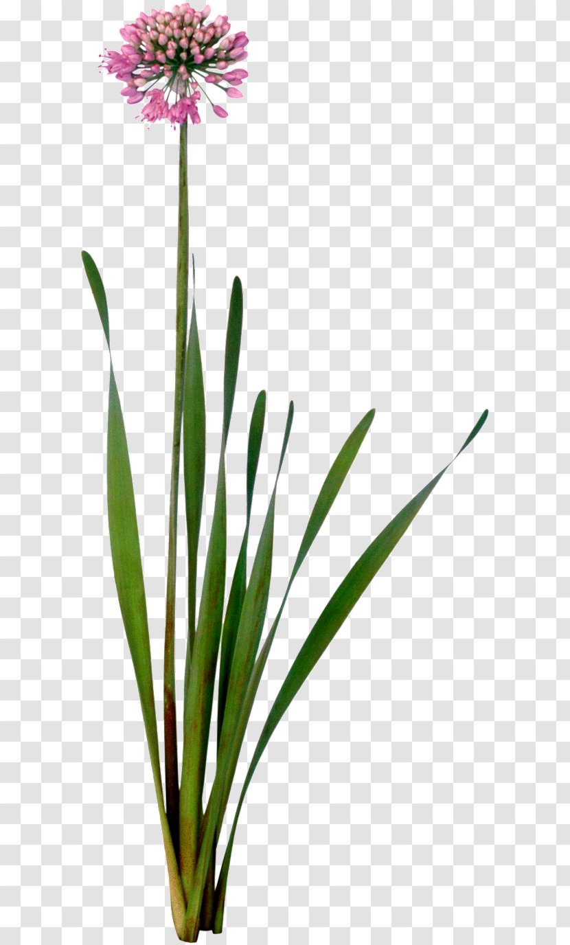 Cut Flowers Garlic Chives Plant - Family - Flower Transparent PNG