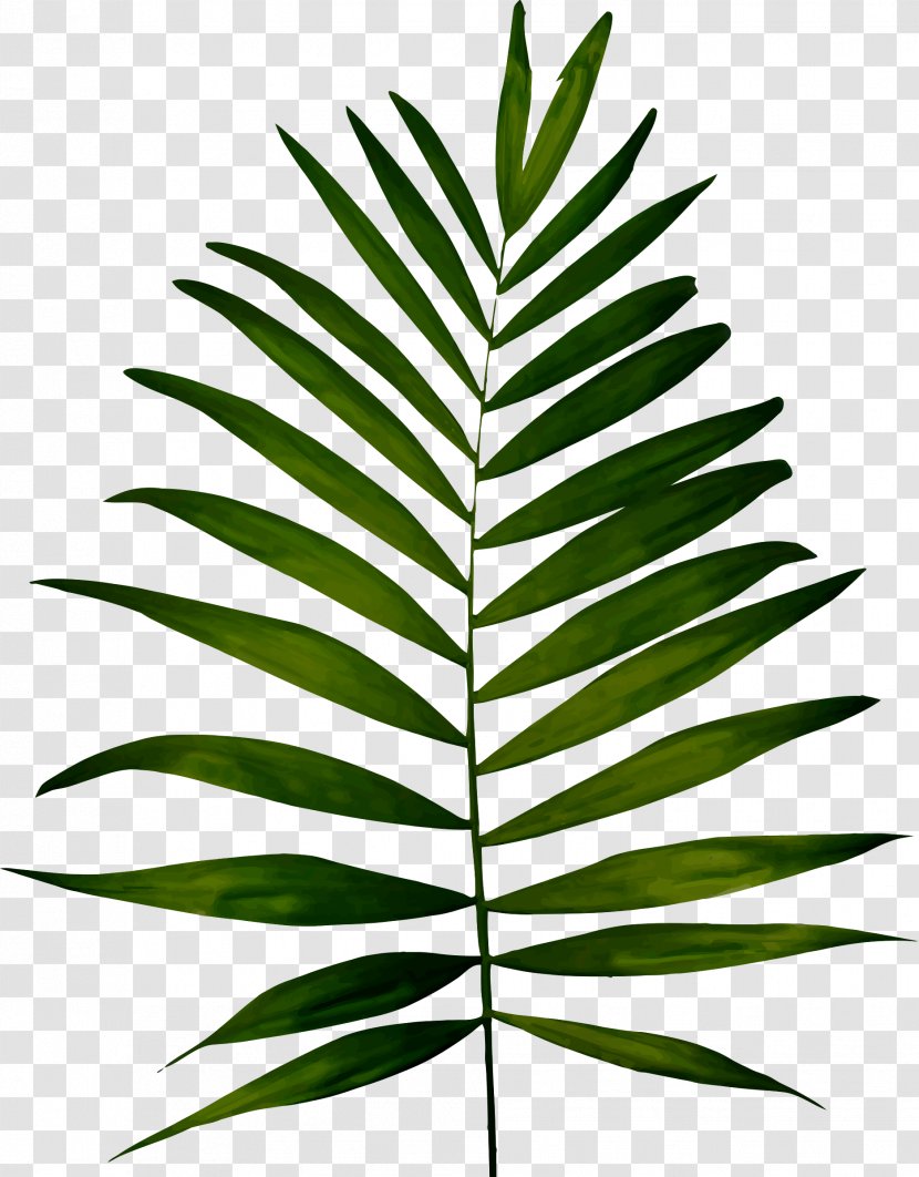Fern Plant Leaf Clip Art - Grass Transparent PNG