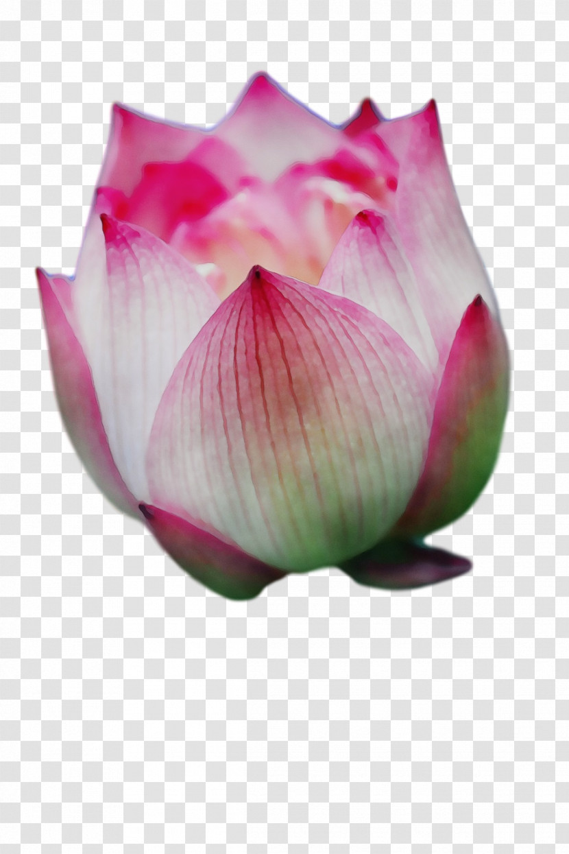 Sacred Lotus Proteales Bud Petal Close-up Transparent PNG