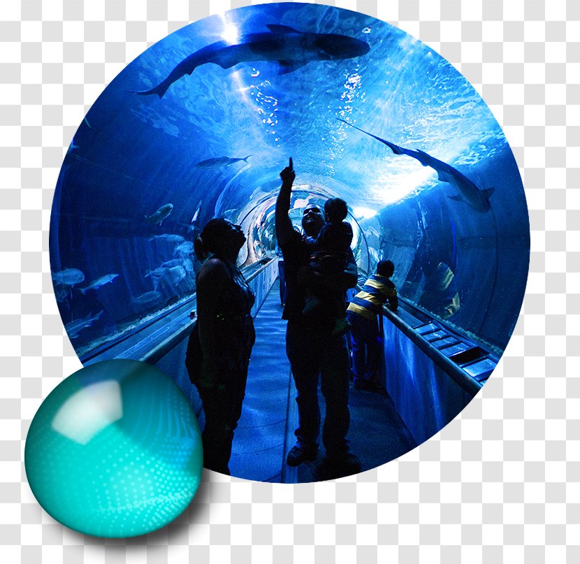 Aquarium Of The Bay Pier 39 San Francisco Public Tourist Attraction - California - Tunnel Transparent PNG