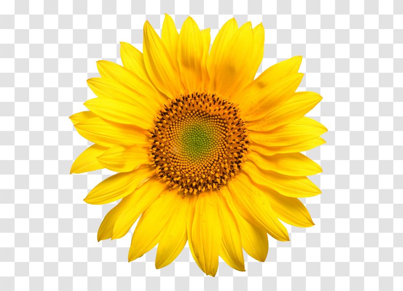 Common Sunflower Yellow Stock Photography - Green - Freedom Transparent PNG