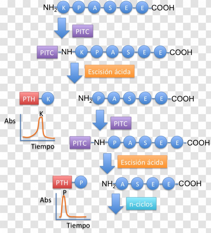 Protein Actin Cytoskeleton Myosin Brand - Technology - Sequencing Transparent PNG