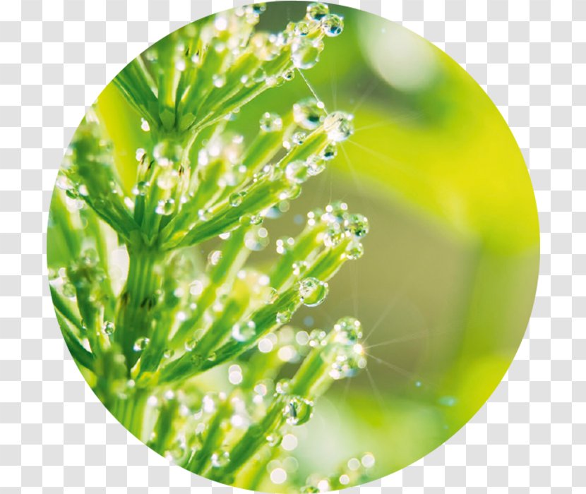 Field Horsetail Plant Face Annemarie Börlind ROSENTAU Day Cream Wrinkle - Coenzyme Transparent PNG