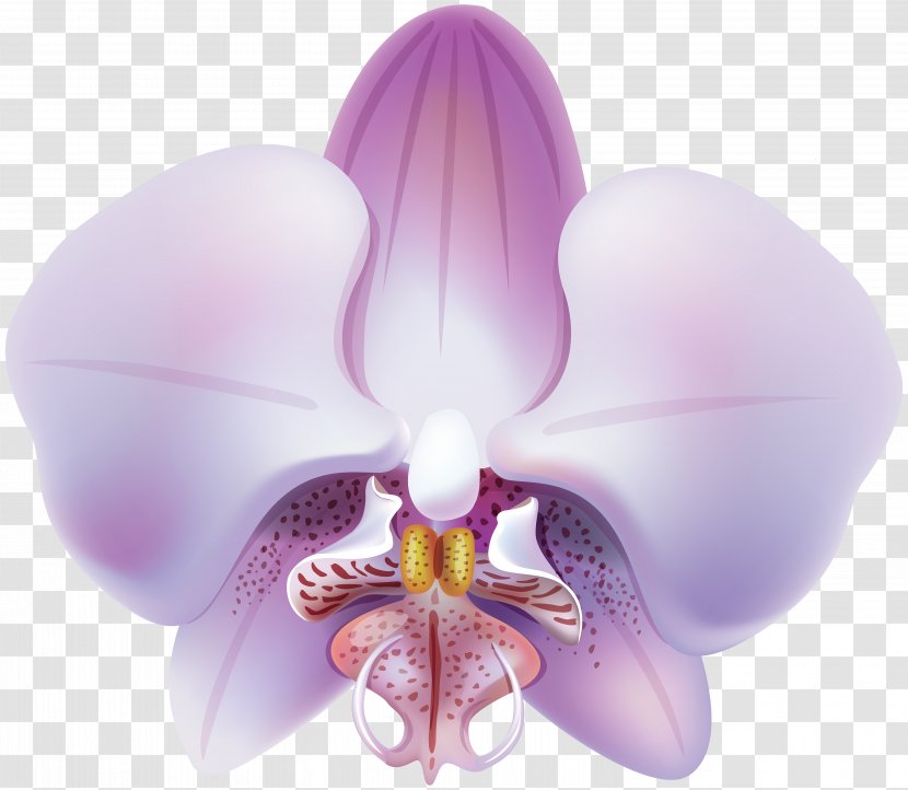 Dendrobium Orchids Clip Art Image - Moth - Orchid Cartoon Transparent PNG