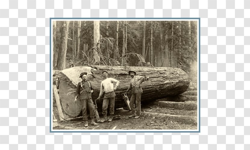 Oregon Logger: Life And Times Of A.C. Samuel Lumberjack Wood Tree - Skid Row Transparent PNG