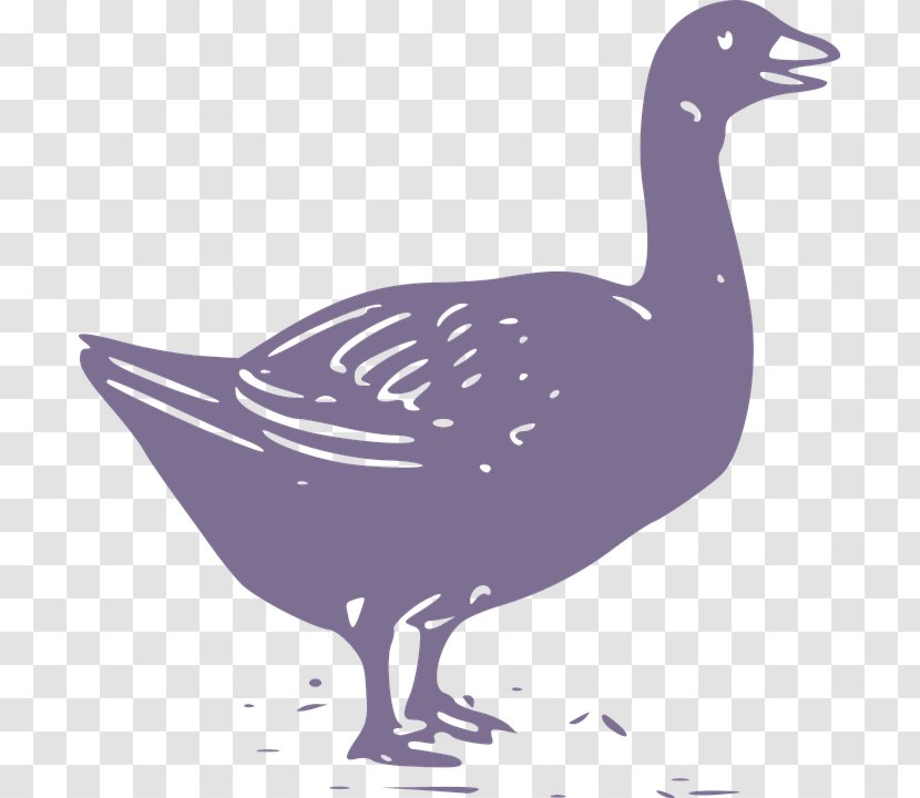 Duck Goose Chicken Illustration - Feather - Grey Transparent PNG